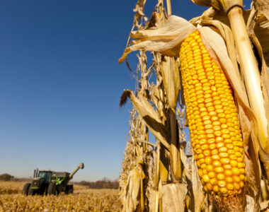 USDA corn acreage revision