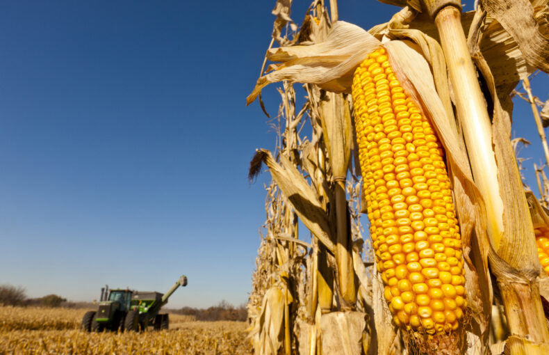 USDA corn acreage revision