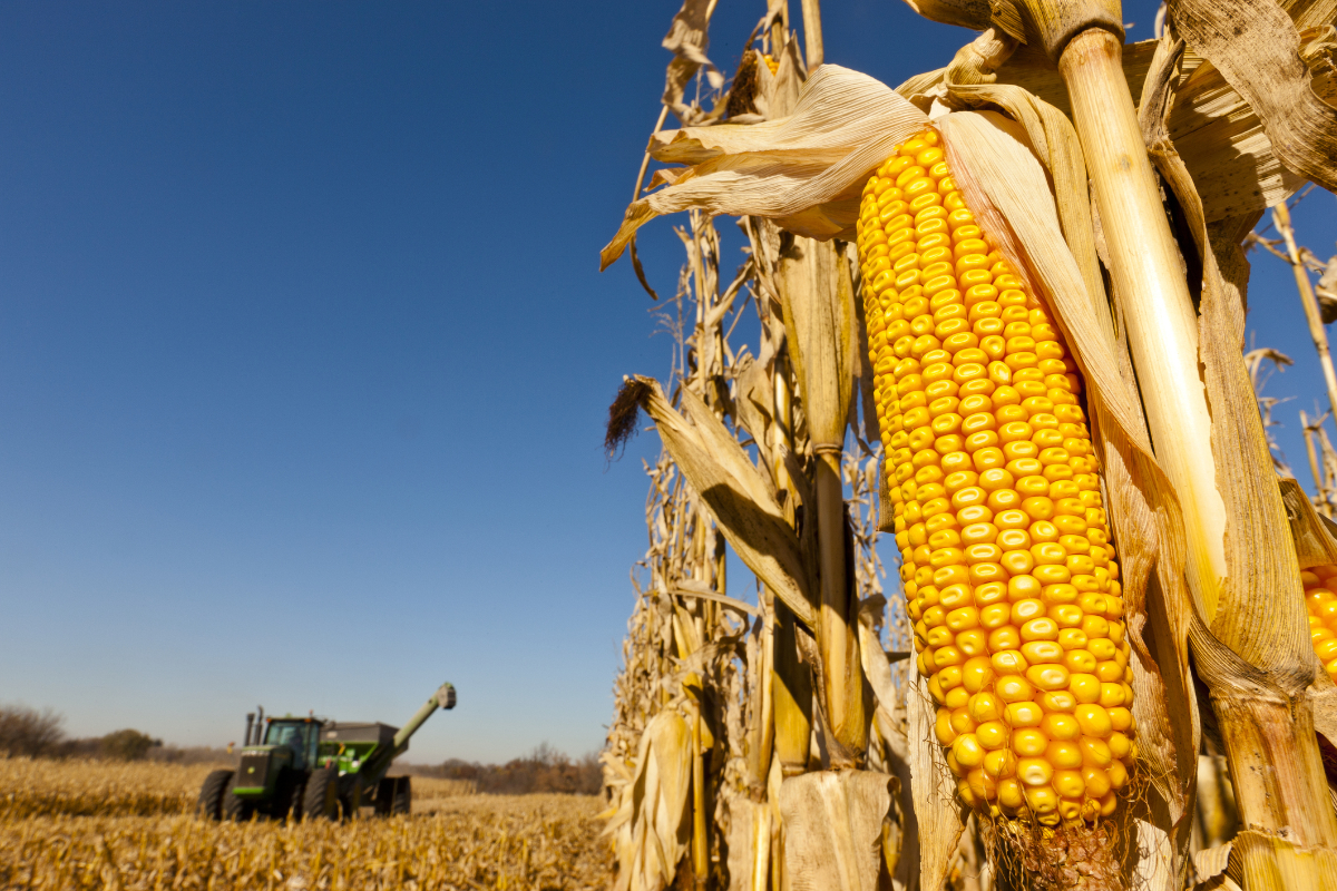 USDA corn acreage revision