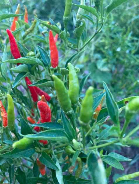 ớt xiêm rừng, Ot Xiem Rung Vietnam's Prolific Bird's Eye Hot Pepper 50 Non GMO Seeds