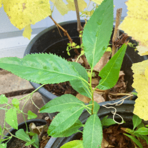 Capulin Tropic Cherry, Capuli, Prunus Salicifolia Live Plant