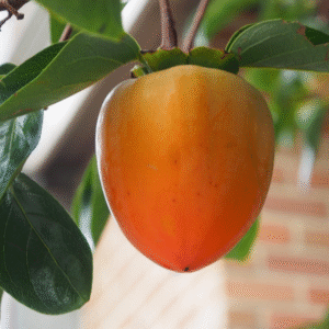 3 Hachiya Persimmon Scions, Cuttings, Scionwood