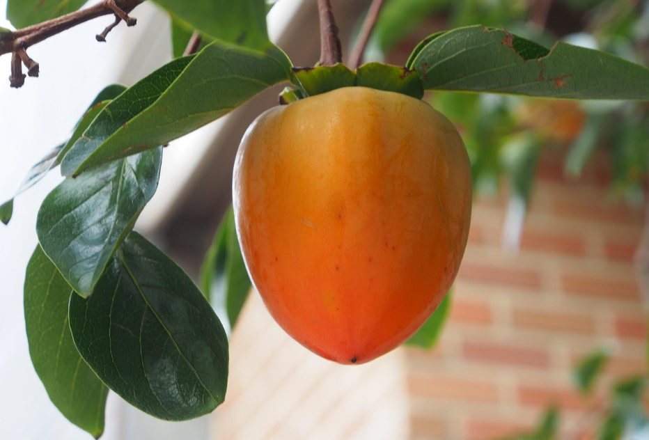 3 Hachiya Persimmon Scions, Cuttings, Scionwood