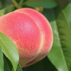 3 Belle of Georgia Heirloom White Peach Scions Scionwood Cuttings