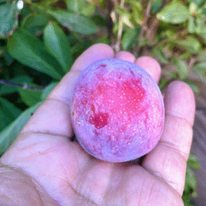 3 Santa Rosa Plum Scions, Cuttings, Scionwood