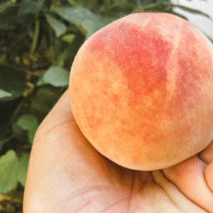 3 La Feliciana Peach Tree Scion, Cutting, Scionwood