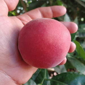 3 Babcock Heirloom White Peach Tree Scion, Cutting, Scionwood