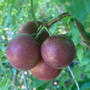3 Burgundy Plum Tree Scions, Cuttings, Scionwood