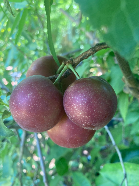 3 Burgundy Plum Tree Scions, Cuttings, Scionwood