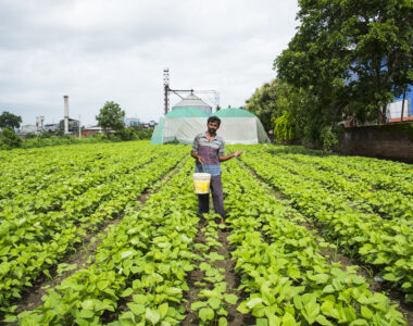 U.S. soybean acreage