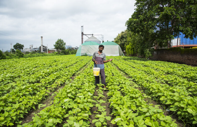 U.S. soybean acreage