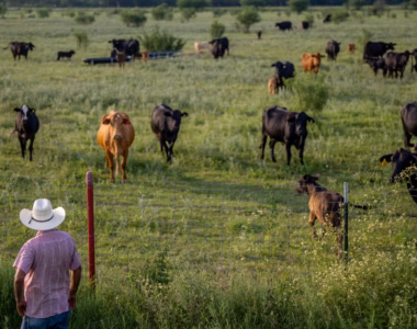 U.S. Beef Import Expansion