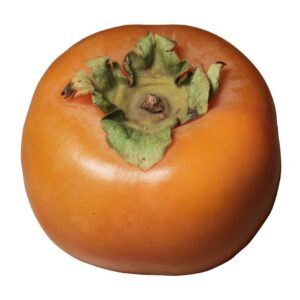 3 Fuyu Jiro Persimmon Scions, Cuttings, Scionwood