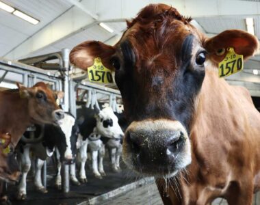 Illinois farmer stress support program