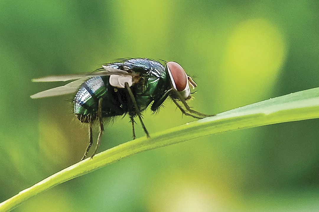 USDA screwworm response