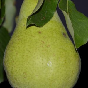 3 D'Anjou Pear Scions, Cuttigs Scionwood