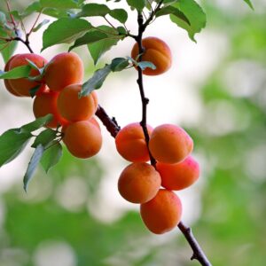 3 Low Chill (200-250 Chilling Hours) Apricot Scionwood Scions Cuttings