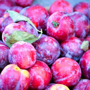 3 Satsuma Plum Scions, Cuttings, Scionwood (Copy)