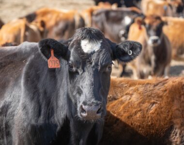 U.S.-Indonesia agriculture