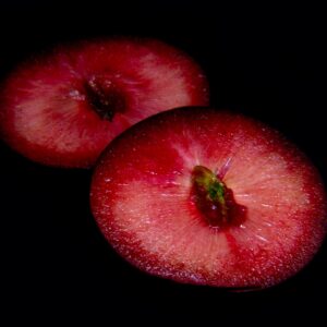 3 Mariposa Plum Scions, Cuttings, Scionwood