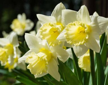 spring planting season