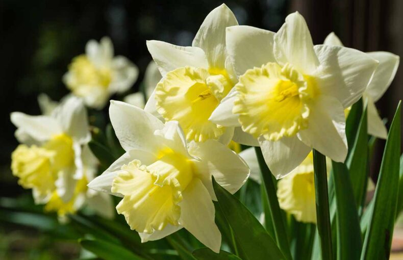 spring planting season