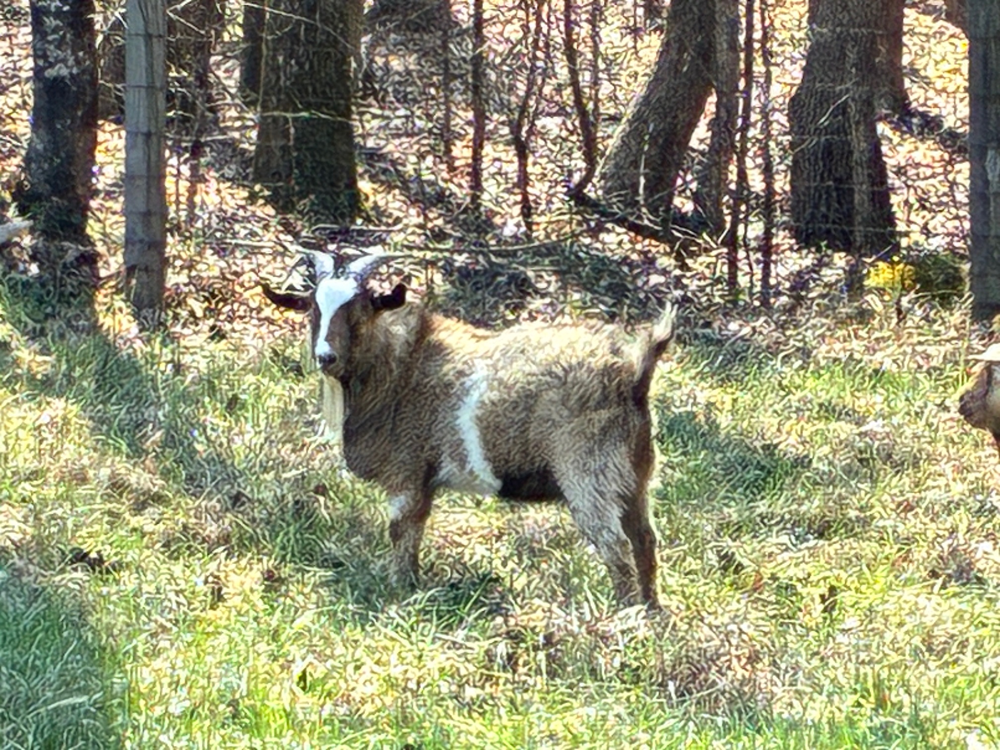 100% Myotonic (Fainting) Goat Buck