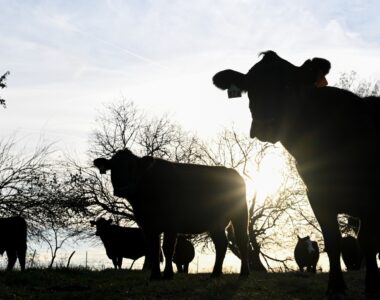 North Carolina farmland loss