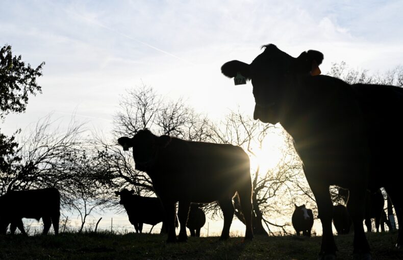 North Carolina farmland loss