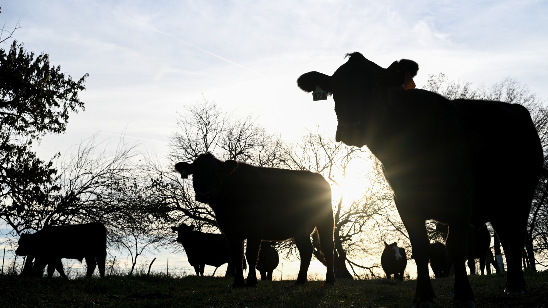 North Carolina farmland loss