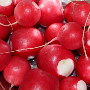 100 Cherry Belle Non GMO Radish Seeds