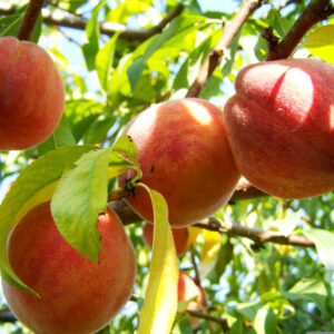 3 Cal Red Yellow Heirloom Peach Tree Scions, Cuttings, Scionwood
