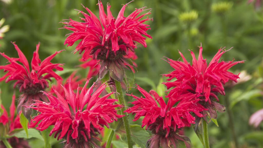 Bee balm pollinator flowers