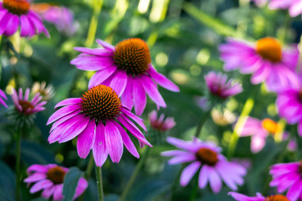 Cone Flower