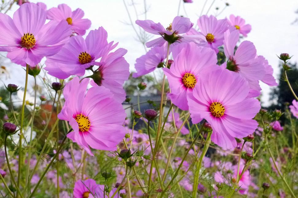 cosmos pollinator flowers