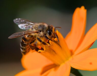 pollinator flowers