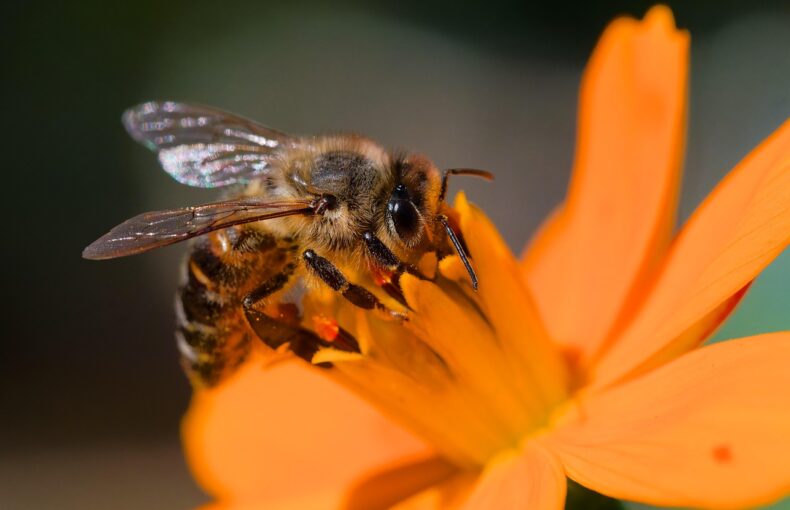 pollinator flowers