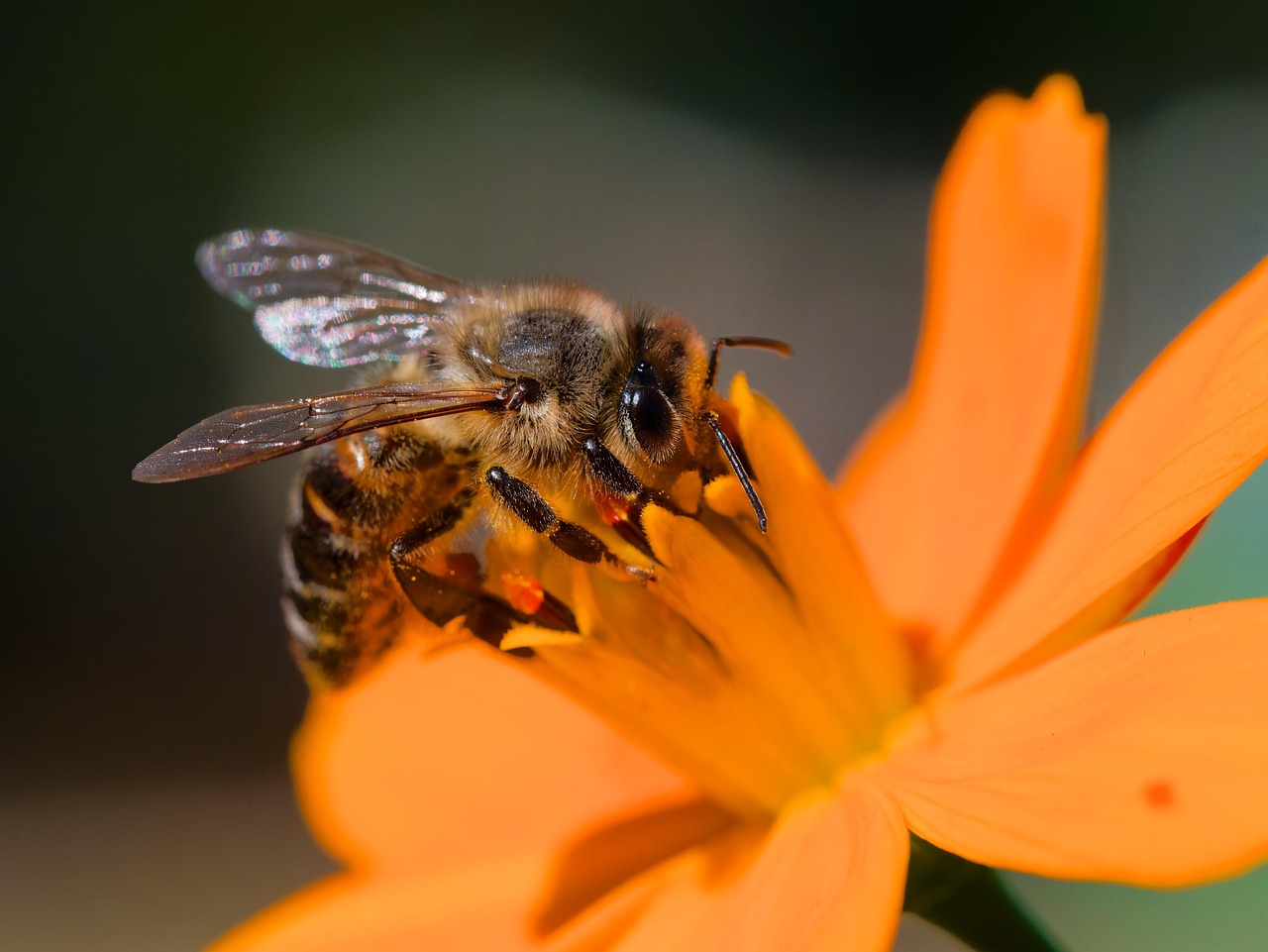 pollinator flowers