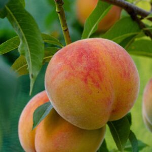 3 Tesoro Yellow Heirloom Peach Tree Scions, Cuttings, Scionwood