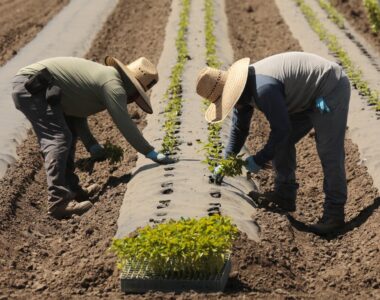 spring planting progress