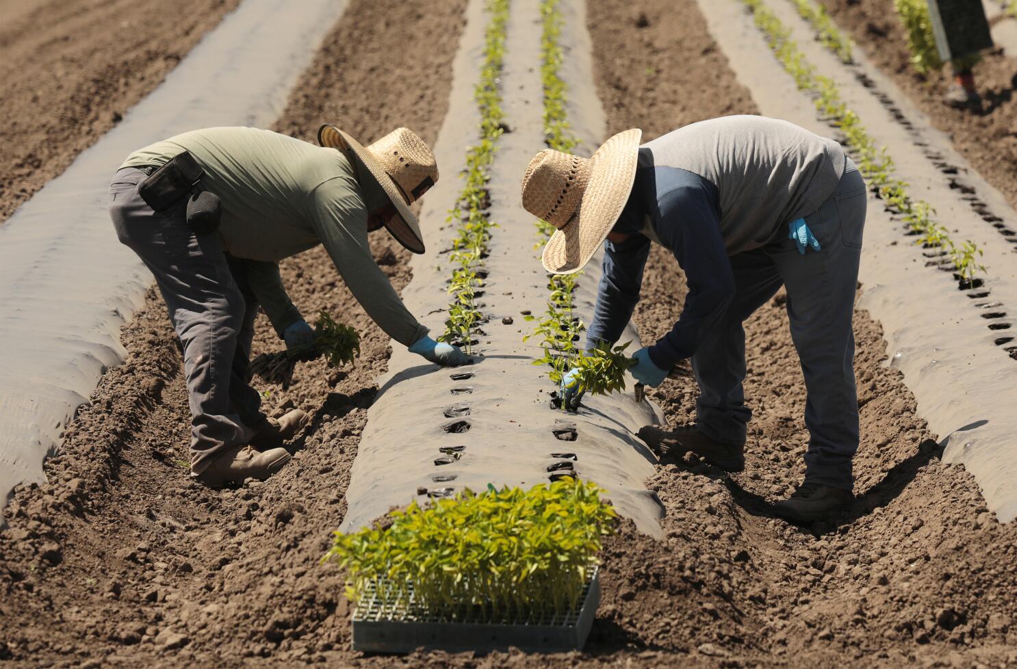 spring planting progress