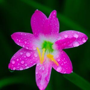 Rain Lily (Zephyranthes) Zephyr Lillies Potted Live Bulb Starter Plant Very Rare