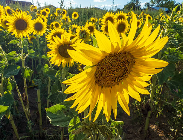 Sunflower