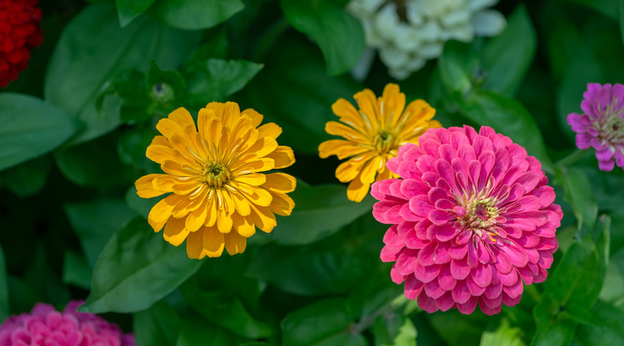 Zinnias