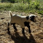 benefits of goats