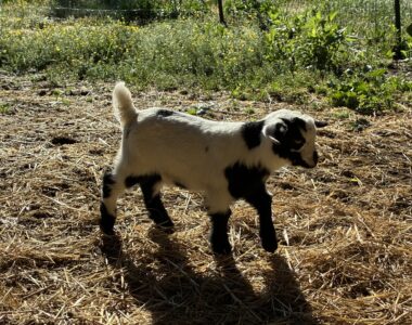 benefits of goats