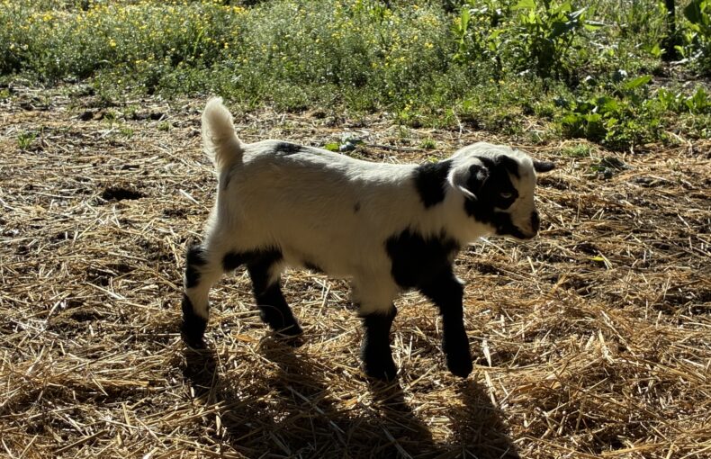 benefits of goats
