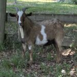 100% Myotonic (Fainting) Goat Buck