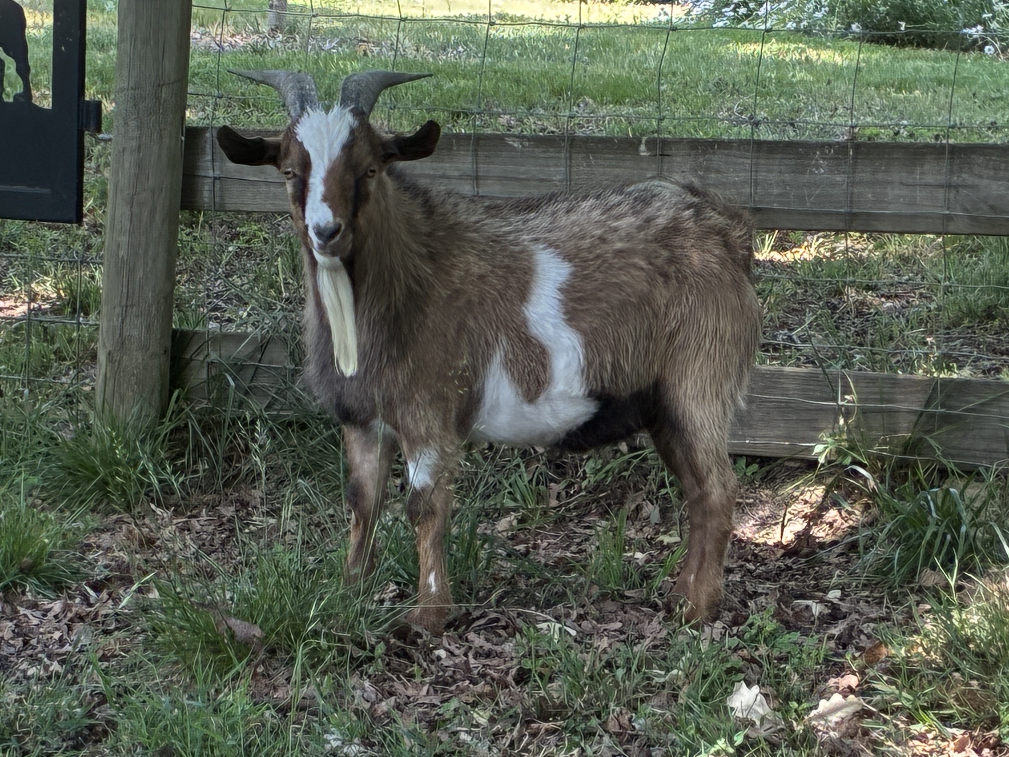100% Myotonic (Fainting) Goat Buck