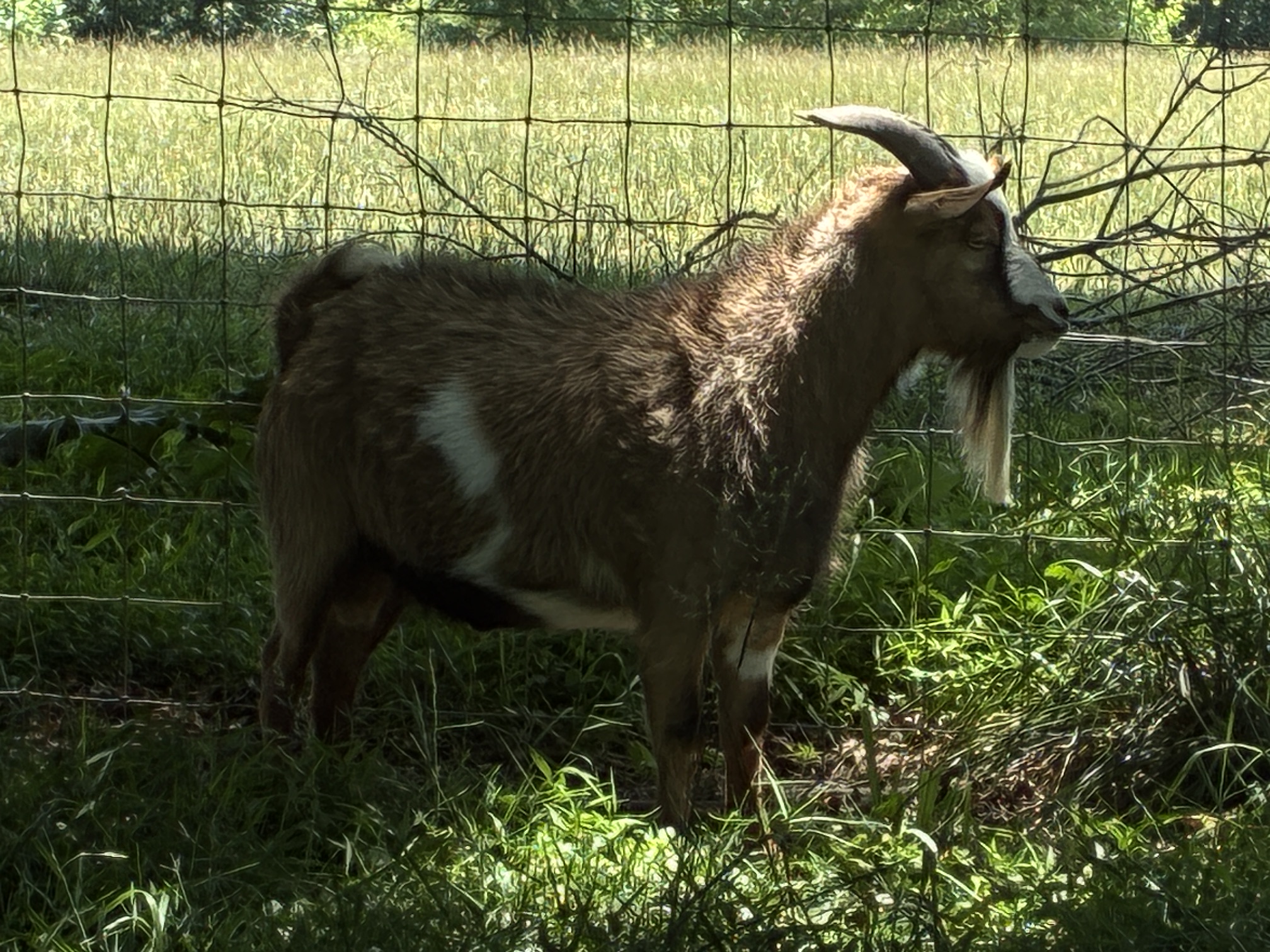 100% Myotonic (Fainting) Goat Buck